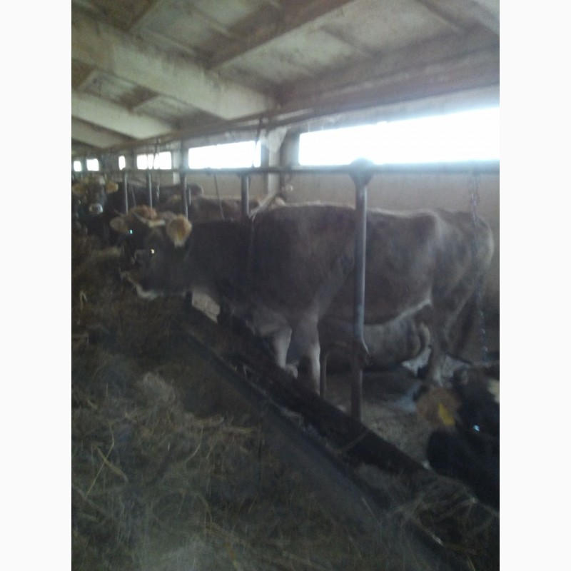 Фото 3. Продам коров, нетелей швицкой породы