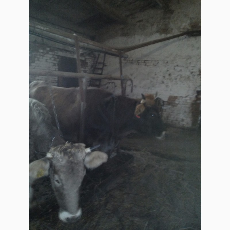 Фото 4. Продам коров, нетелей швицкой породы