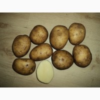 Продам прордовольственный картофель