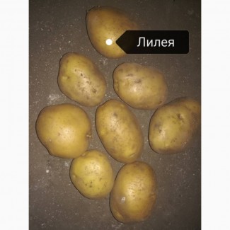 Продаём картофель сорт