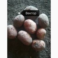 Продаём картофель сорт