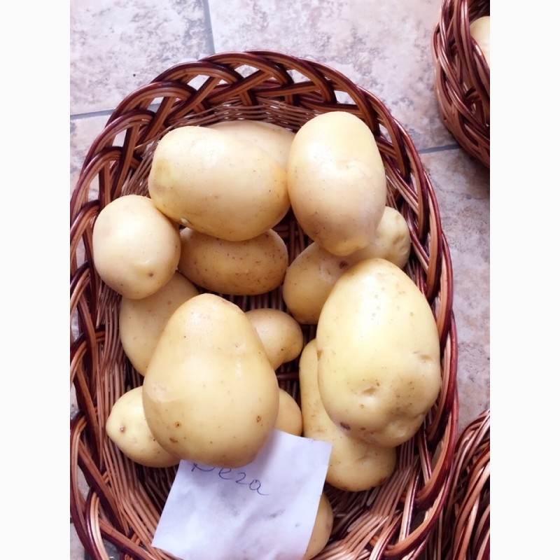 Фото 2. Качественный картофель от производителя. (ИП Глава КФХ Аветисян Манук Жульевич)