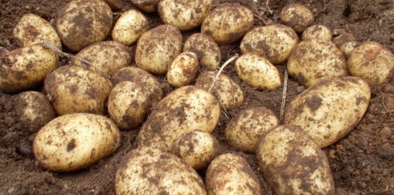 Фото 3. Качественный картофель от производителя. (ИП Глава КФХ Аветисян Манук Жульевич)