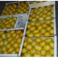 Лимон оптом с доставкой по России