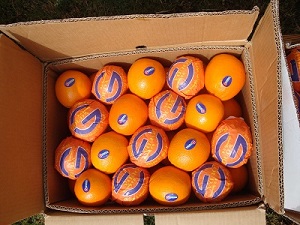 Фото 2. Предлагаем прямые поставки апельсина Египта