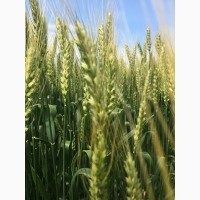 Продаю семена озимой пшеницы сорт Аскет ЭС