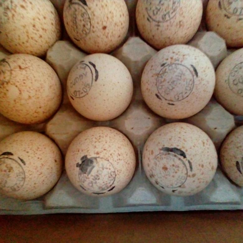 Фото 2. Инкубационное яйцо индюшки БИГ-6 (Канада), Бронза (Франция)