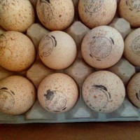 Инкубационное яйцо индюшки БИГ-6 (Канада), Бронза (Франция)