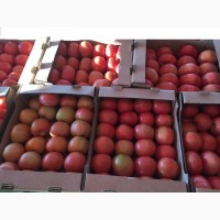 Помидоры /томаты краснодарский край/тепличное хозяйство