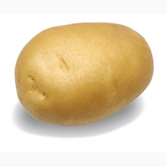 Семенной картофель Сагитта