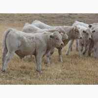 Экспорт крс быки, бычки, телята на Таджикистан