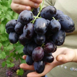 Столовый виноград оптом из Македонии