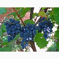 Столовый виноград оптом из Македонии