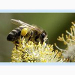 Продажа пчелопакетов карпатской породы пчел