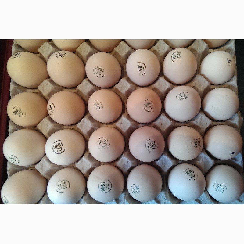 Фото 3. Инкубационное яйцо бройлера кобб, Ред бро, Накед нек