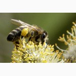 Пчелосемьи пчелопакеты карпатской породы (рут, дадан)