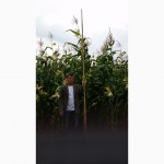 Реализация кукурузы. Российской селекции