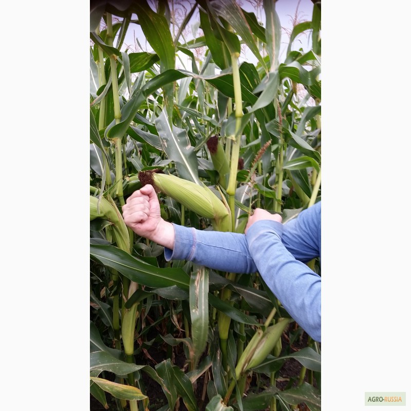 Фото 2. Реализация кукурузы. Российской селекции