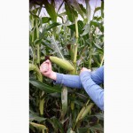 Реализация кукурузы. Российской селекции