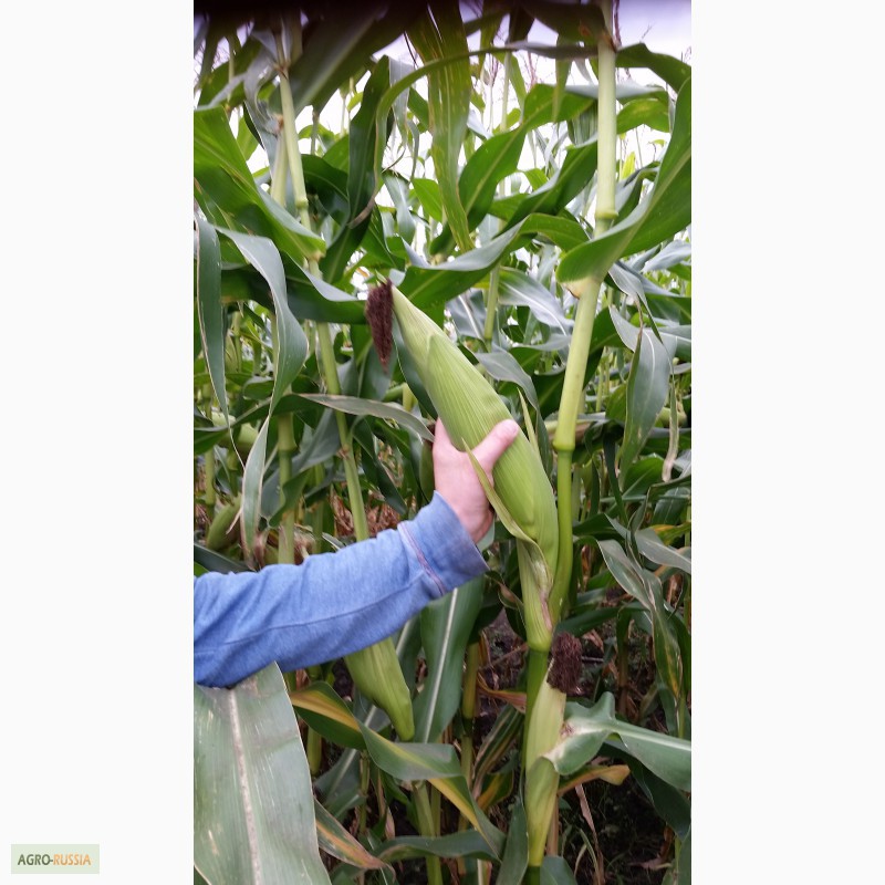 Фото 3. Реализация кукурузы. Российской селекции