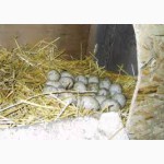 Продаю инкубационные яйца башкирской утки