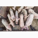 Свинокомплекс реализует поросят и свиней ОПТОМ от 50 голов