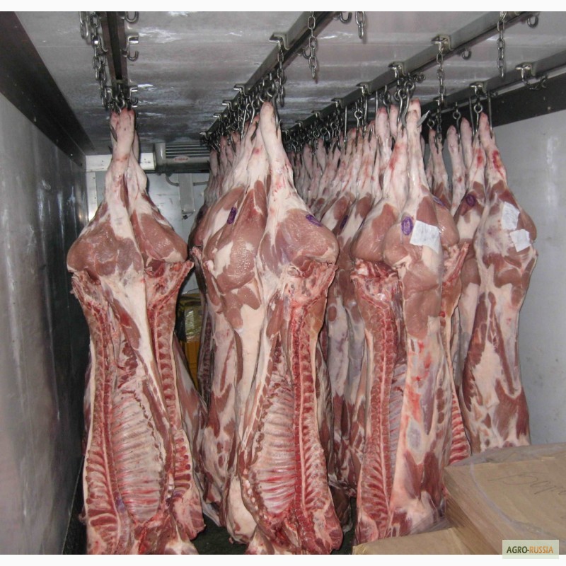 Фото 2. Мясо-свинина в полутушах 2 и 3 категории оптом ГОСТ Р 53221-2008