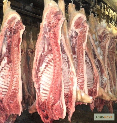 Фото 3. Мясо-свинина в полутушах 2 и 3 категории оптом ГОСТ Р 53221-2008