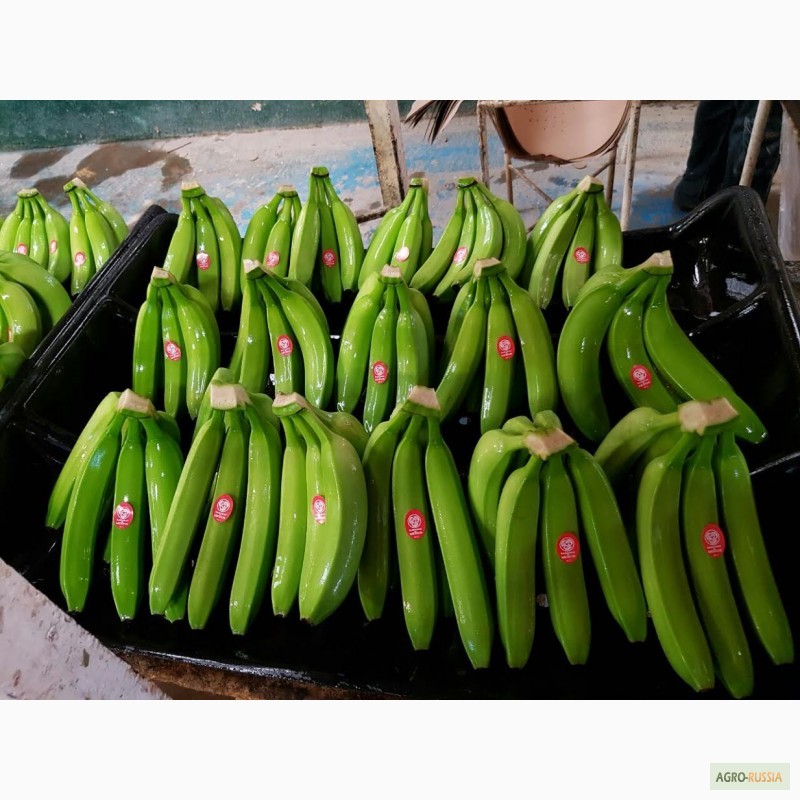 Фото 7. Оптовые поставки бананов из Мексики (Cavendish premium) в Санкт-Петербург