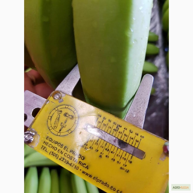 Фото 2. Оптовые поставки бананов из Мексики (Cavendish premium) в Санкт-Петербург