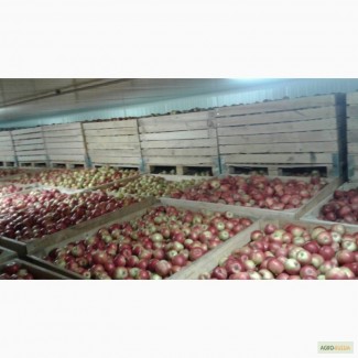 Продам яблоки Молдова