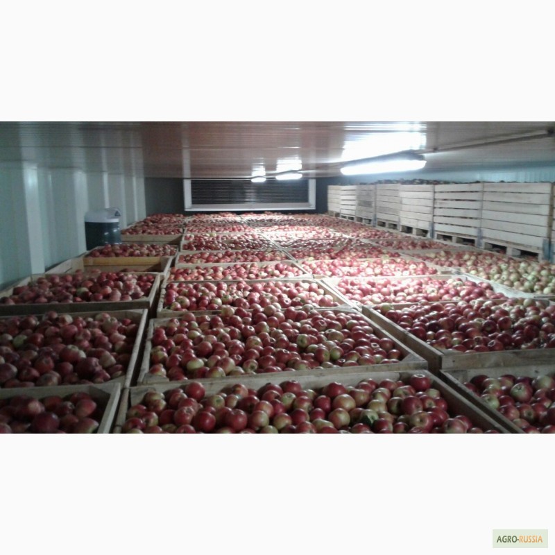 Фото 11. Продам яблоки Молдова