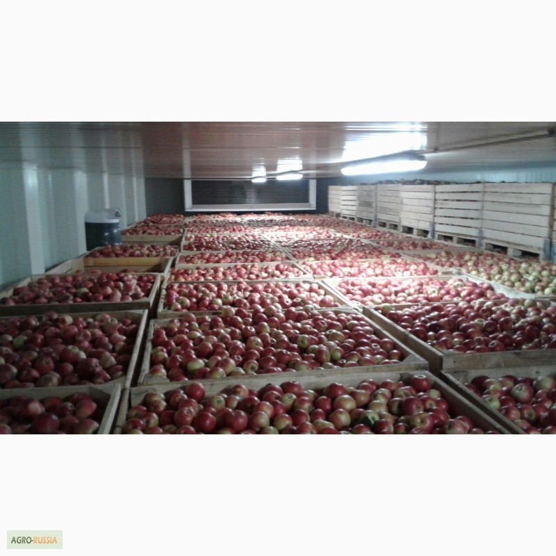 Фото 12. Продам яблоки Молдова