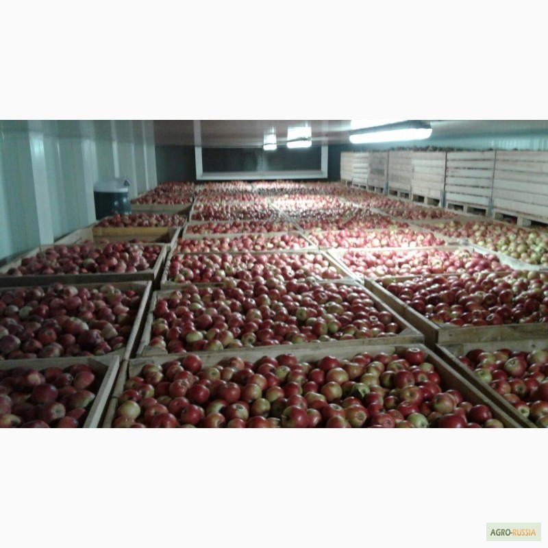 Фото 3. Продам яблоки Молдова