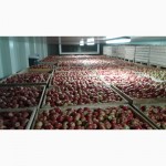 Продам яблоки Молдова