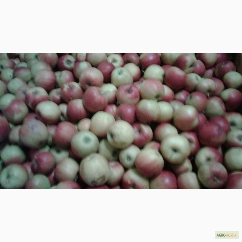 Фото 4. Продам яблоки Молдова
