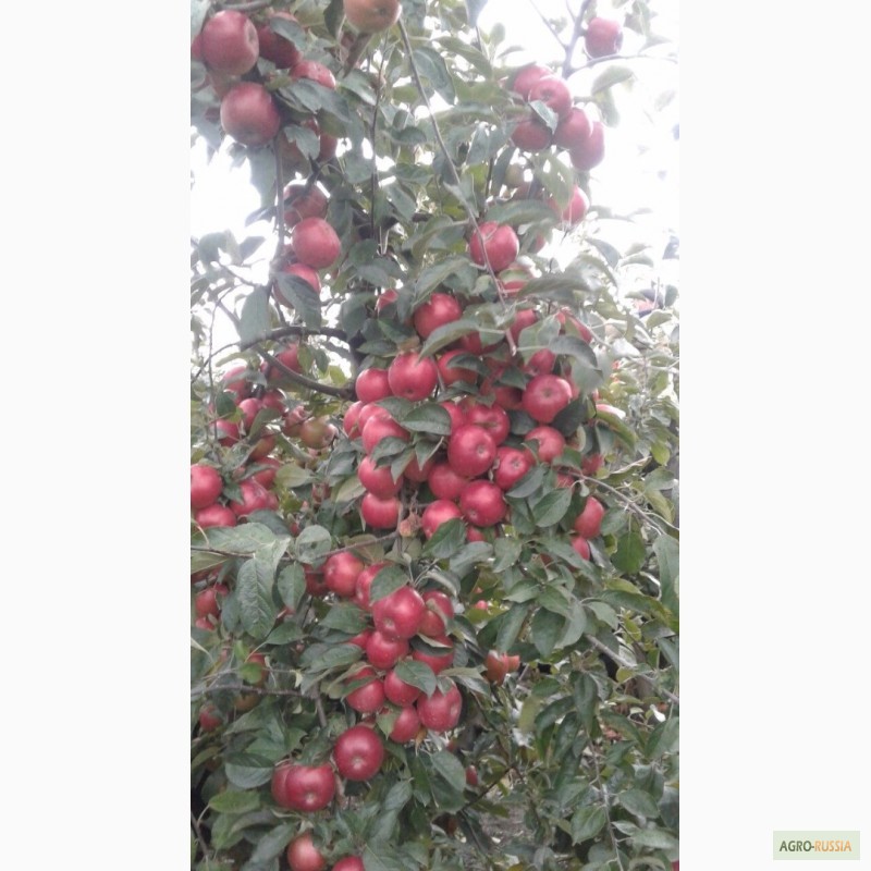 Фото 5. Продам яблоки Молдова