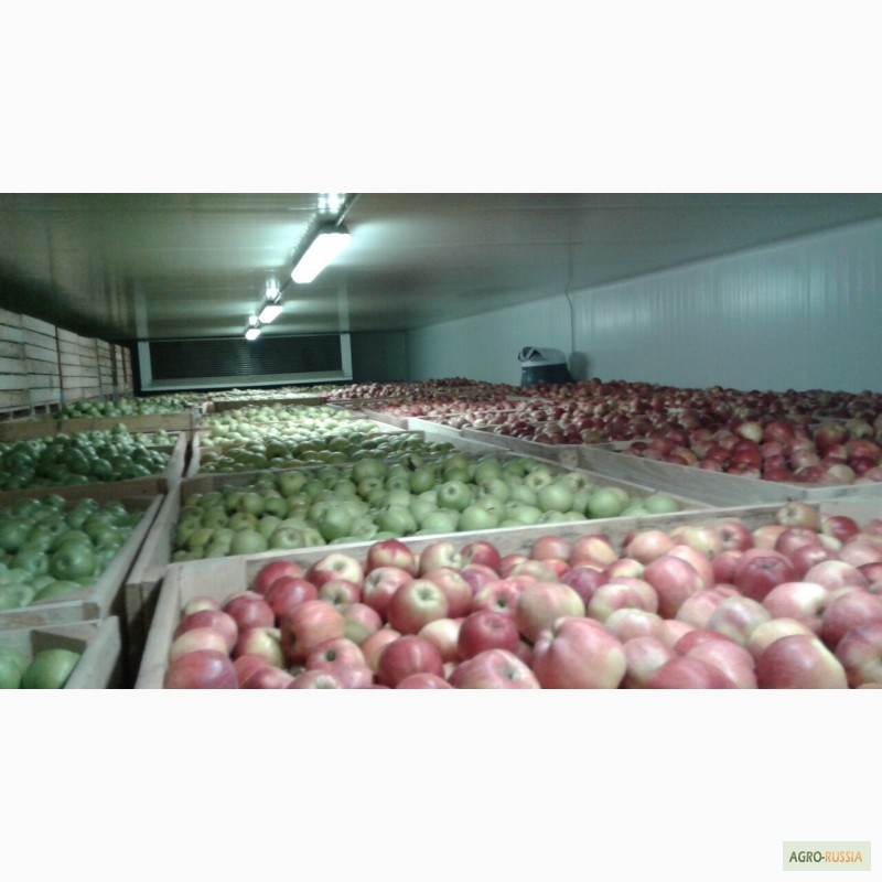 Фото 7. Продам яблоки Молдова