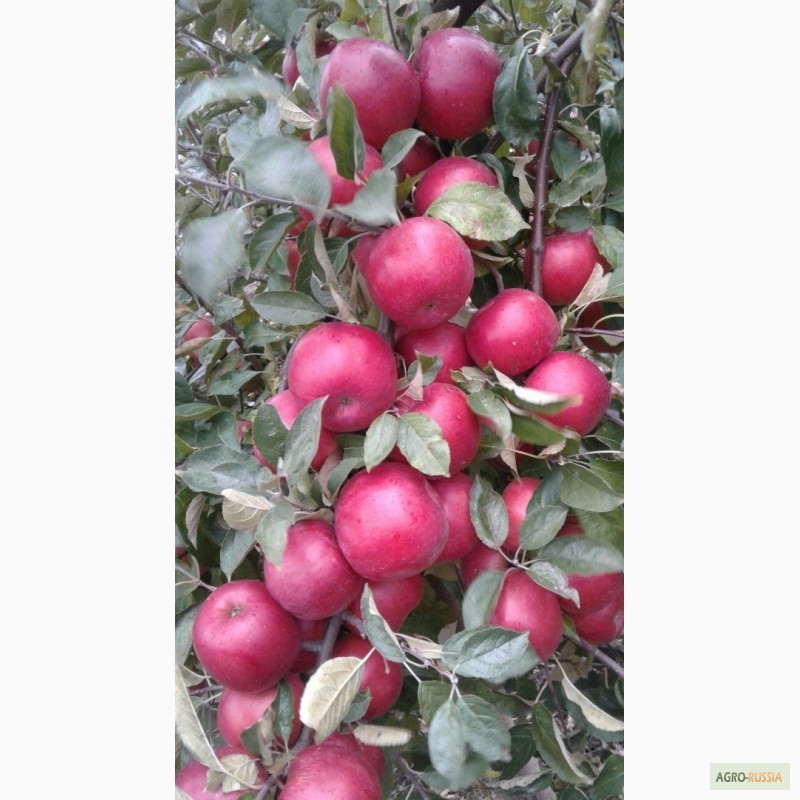 Фото 9. Продам яблоки Молдова