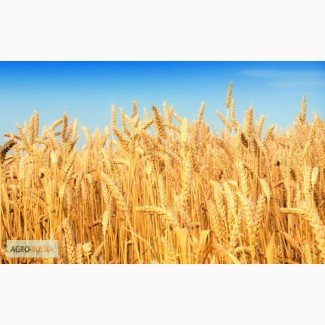 Семена озимой пшеницы (Кубанская): Гром, Таня, Сила и др