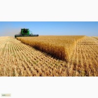 Продам пшеницу 3-4 класс по России и на Экспорт