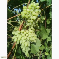 Продам виноград столовые сорта Августин и Мускат Ливадия