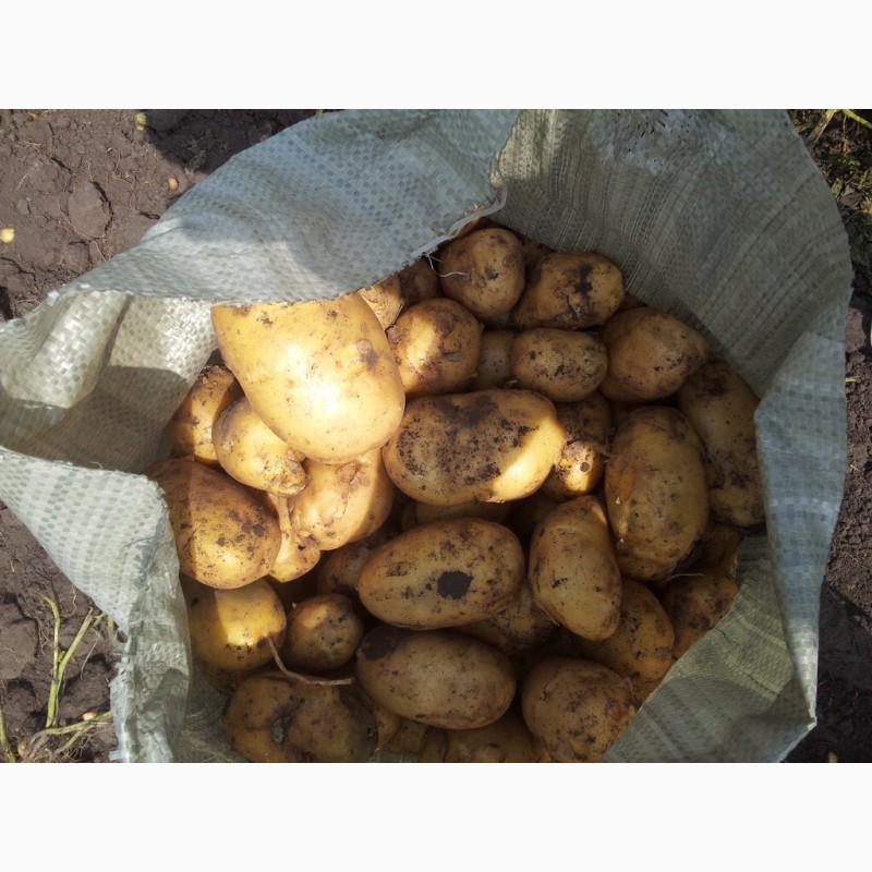 Фото 2. Кфх реализует картофель тульской обл сорт импала, работаем без НДС