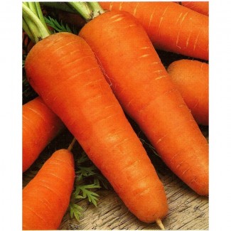 Морковь красная высшей сорт