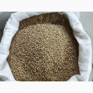 Пшеница фураж 10 000 тонн (Омская область)