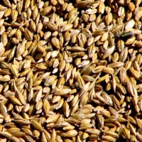 КФХ реализует семена пшеницы яровой, сорт Дарья, элита (ЭС)