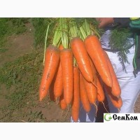 Семена моркови Абако F1 фр.2, 0 и 2, 2 1 мил.семян
