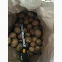 Картофель оптом из Астрахани