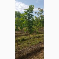 Продам крупномеры лиственных деревьев