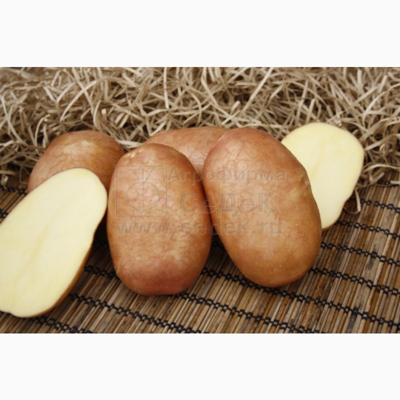 Фото 10. Продам Семенной картофель (элита, суперэлита) от СеДеК